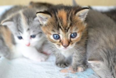 猫のミルクいつまで 飲ませ方や量の間違いチェック