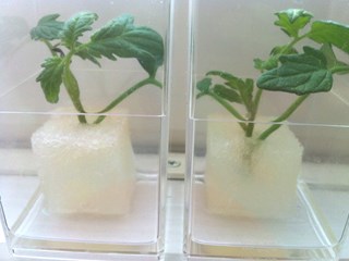 トマトの水耕栽培