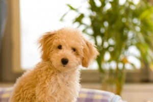 犬の留守番