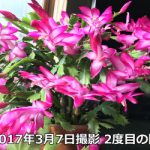 シャコバサボテンの2度の開花