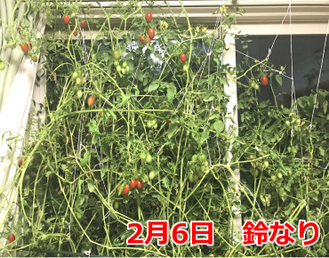 室内でミニトマトを水耕栽培 グリーンカーテンで鈴なりした方法まとめ