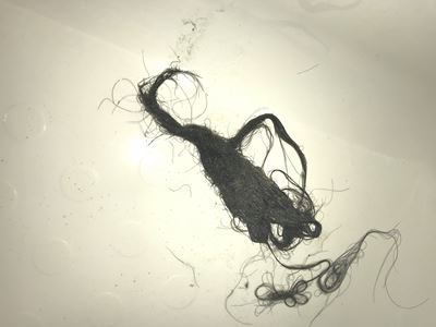 浴槽の髪の毛