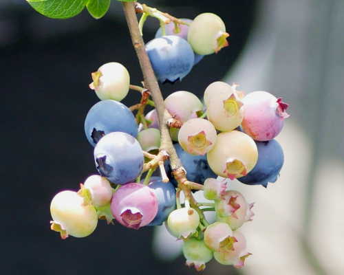 ブルーベリーの果実
