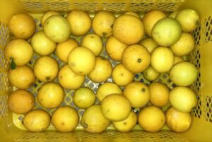 地植えレモンの収穫