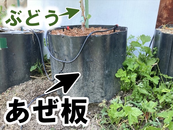 あぜ板に植えたぶどう