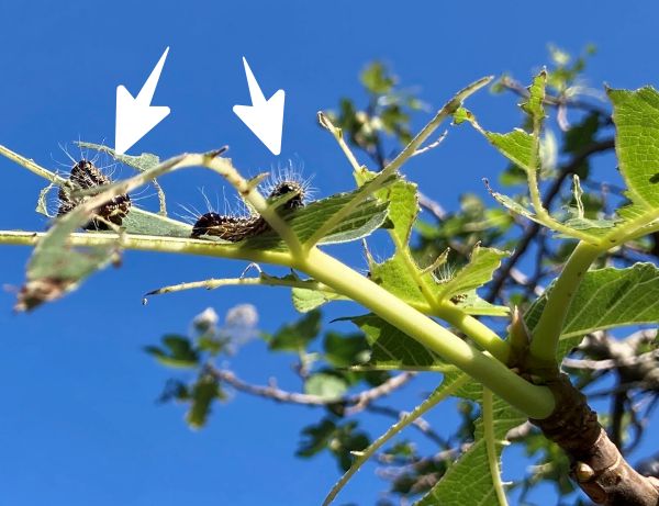 食害の様子