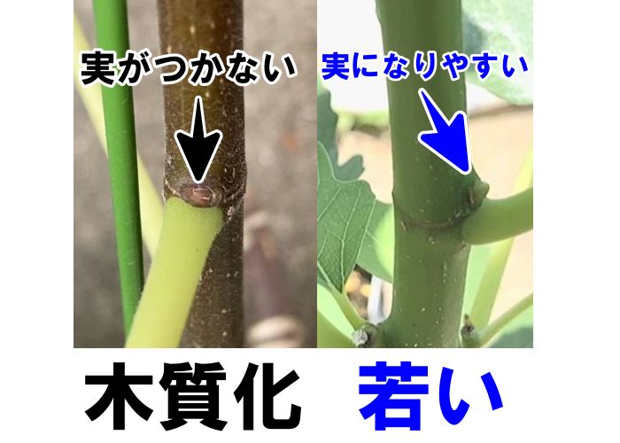 結果と枝