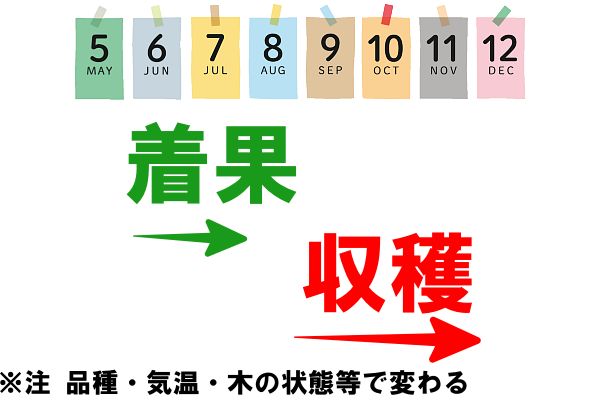 イチジクの着果と収穫時期