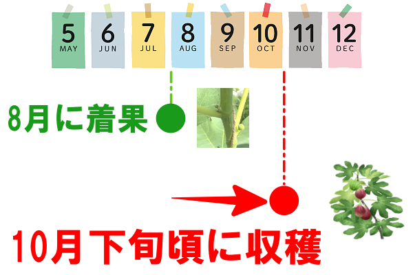 8月着果で10月末に熟す