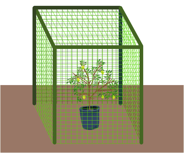防鳥ネットとレモン