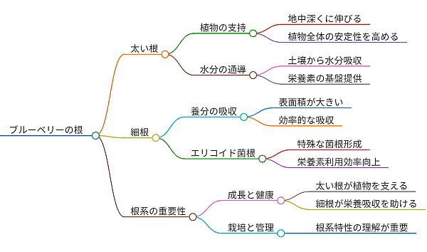 ブルーベリーの根の役割